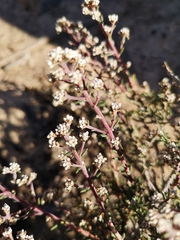Phylica parviflora