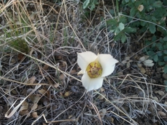 Calochortus ambiguus