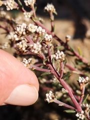 Phylica parviflora