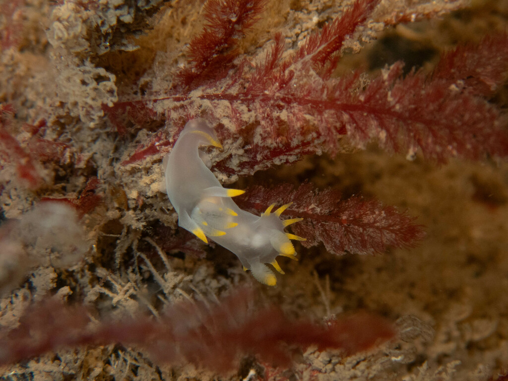 Polycera kernowensis