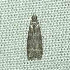 Ephestia columbiella