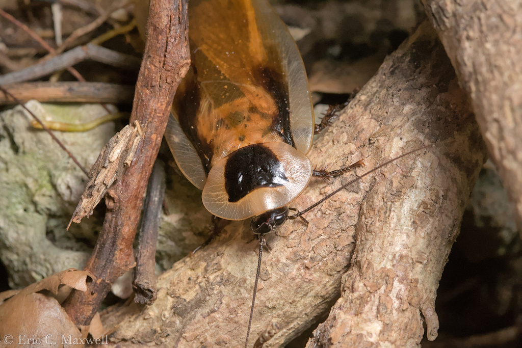 Roachid Discoid Roach in December 2016 by Eric C. Maxwell · iNaturalist