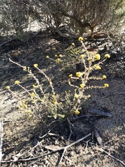 Marasmodes fasciculata