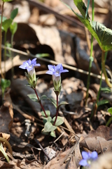 Gentiana zollingeri
