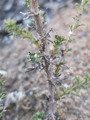 Marasmodes fasciculata