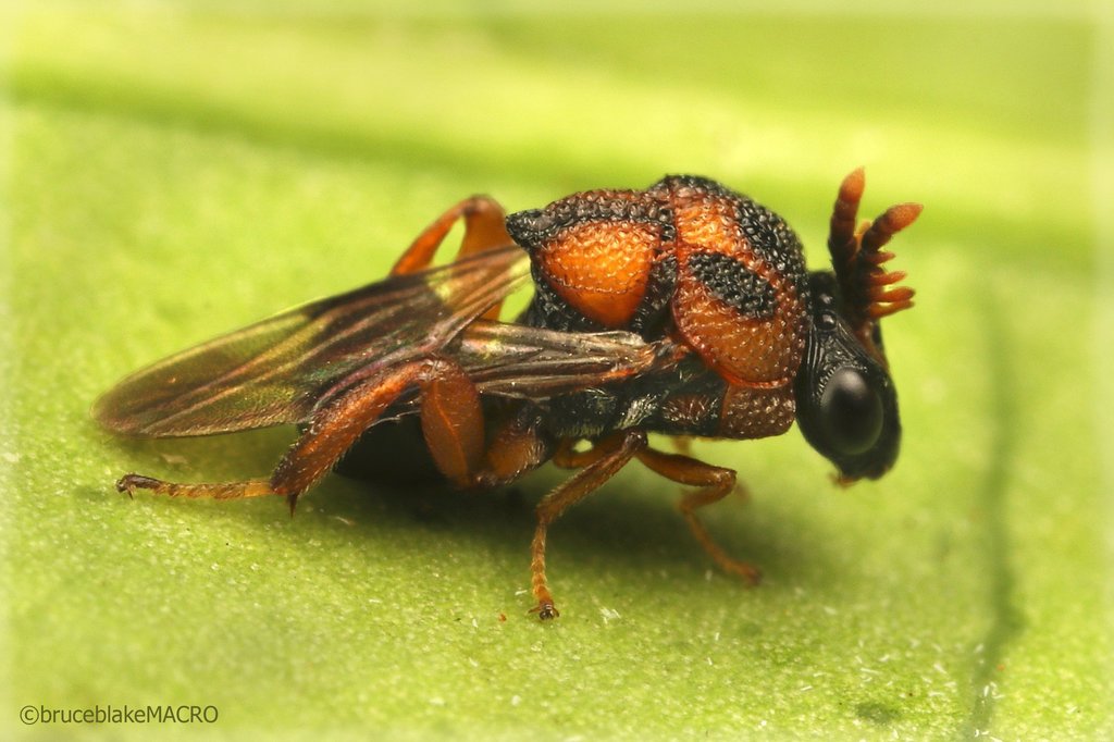 Aperilampus