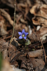 Gentiana zollingeri