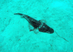 Cymbacephalus beauforti