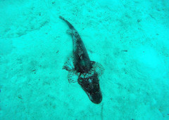 Cymbacephalus beauforti