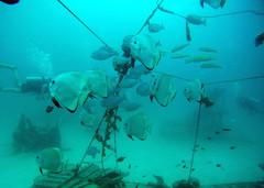 Platax boersii