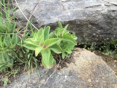 Hylotelephium maximum