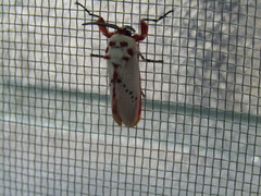 Trosia nigropunctigera