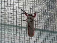 Trosia nigropunctigera