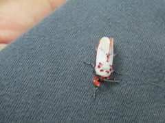 Trosia nigropunctigera