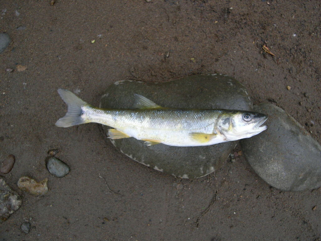 Northern Pikeminnow