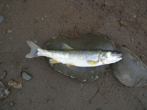 Northern Pikeminnow