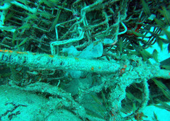 Antennarius commerson