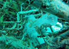 Antennarius commerson