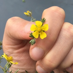 Potentilla argentea