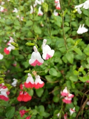 Salvia microphylla microphylla