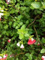 Salvia microphylla microphylla