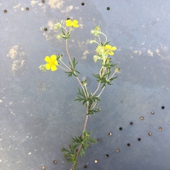Potentilla argentea