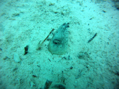 Ophichthus altipennis