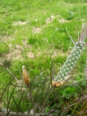Melaleuca linearis acerosa