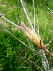 Melaleuca linearis acerosa
