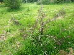 Melaleuca linearis acerosa