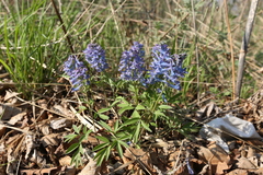 Corydalis turtschaninovii