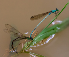 Ceriagrion azureum