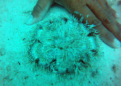 Heteractis aurora