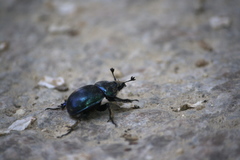 Phelotrupes auratus