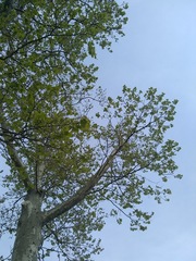 Platanus × hispanica