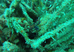 Synchiropus splendidus