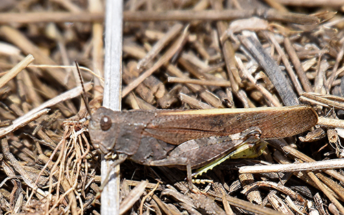 Speckle-winged Rangeland Grasshopper