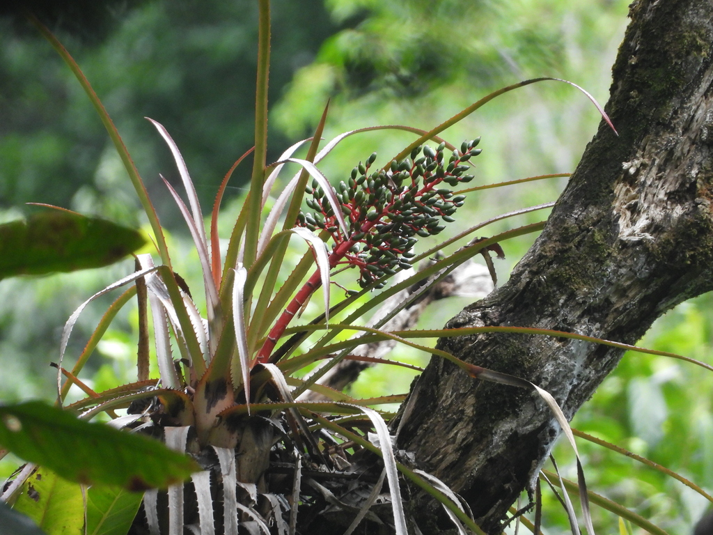 Aechmea egleriana