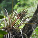Aechmea egleriana - Photo (c) Guillaume Léotard, some rights reserved (CC BY-NC), uploaded by Guillaume Léotard