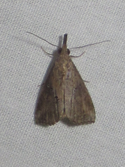 Hypena minualis