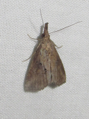 Hypena minualis