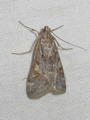 Loxostege allectalis