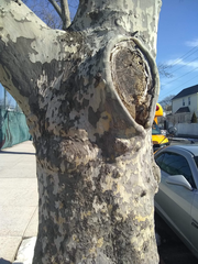 Platanus × hispanica