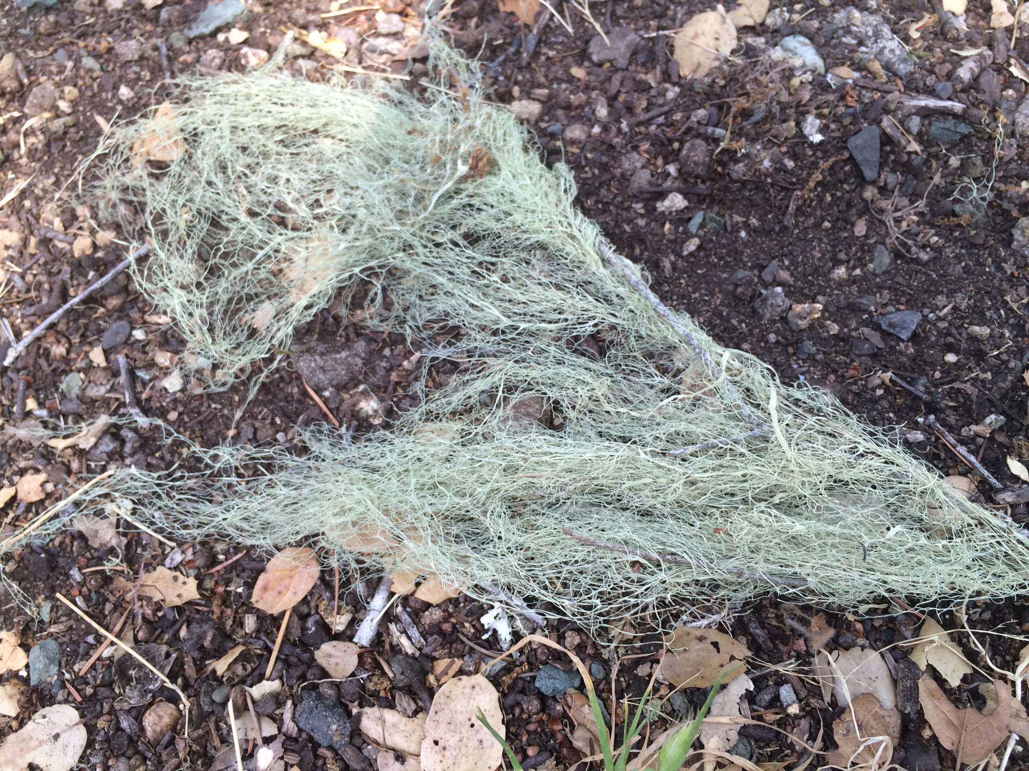 Ramalina menziesii image