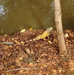 Iguana