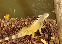 Iguana