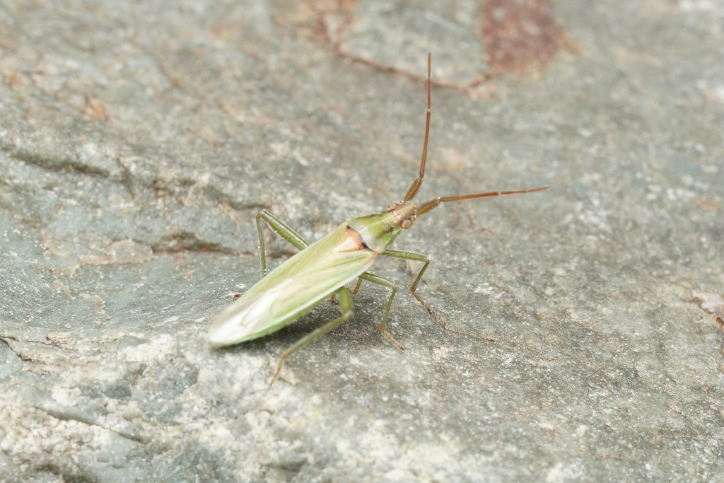 Stenodema virens
