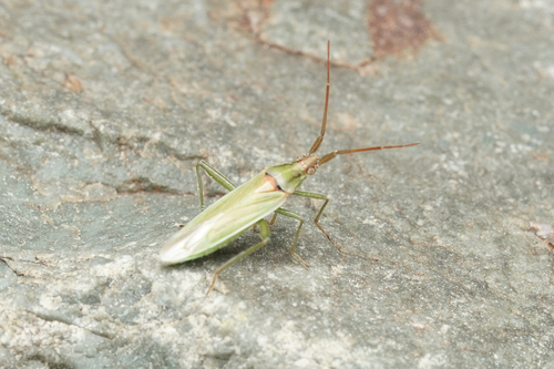 Stenodema virens