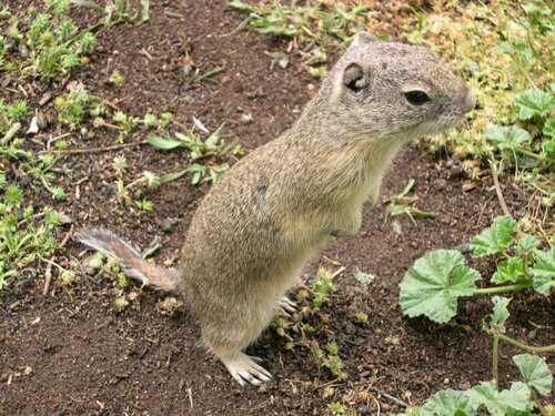 Belding's Ground Squirrel