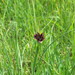 Southern Salsify - Photo (c) amc, some rights reserved (CC BY-NC), uploaded by amc